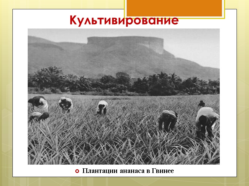 Культивирование   Плантации ананаса в Гвинее